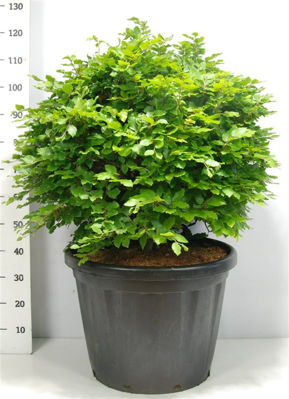 Fagus sylvatica - 80 CM Ball Cont.